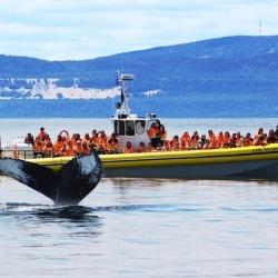 Whale Watching
