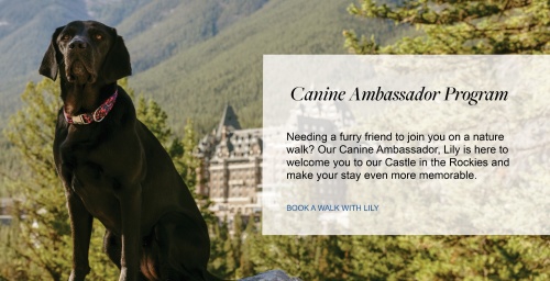 Walk with our Canine Ambassador - Flyer