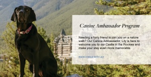Flyer: Walk with our Canine Ambassador